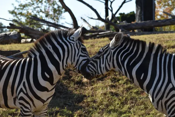 Kasino Rockn Rolla Podpora